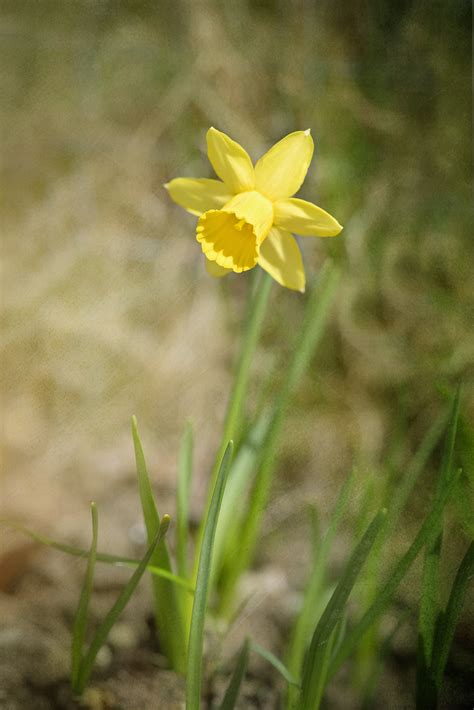 Bildet Natur Gress Blomstre Anlegg V R Botanikk Hage Lukk