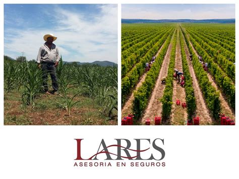 SEGUROS PARA EL CULTIVO LARES Además del cuidado de la temperatura y