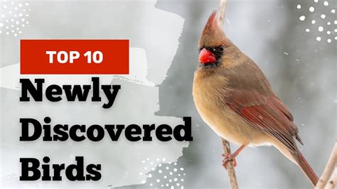 Top 10 New Birds Newly Discovered Birds Youtube