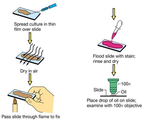 Lab 3 Simple Stains Flashcards Quizlet