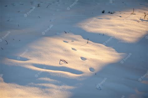 Premium Photo | A rabbit tracks in the snow