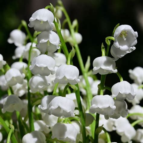 Everything You Need To Know About Lily Of The Valley Convallaria