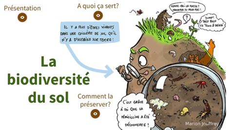 La biodiversité du sol