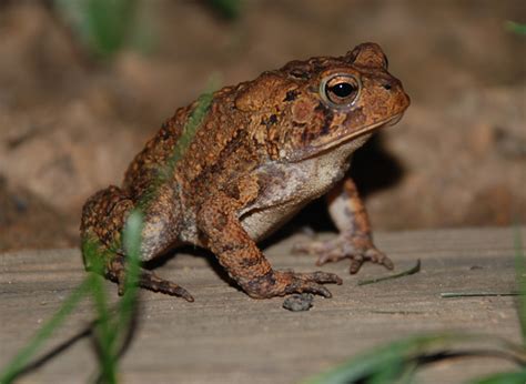 Bufonidae True Toads Wildlife Journal Junior