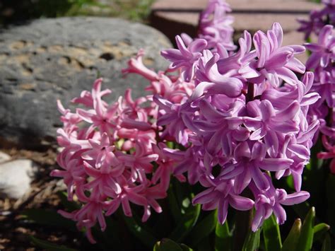 Essential Oil Profiles: Hyacinth