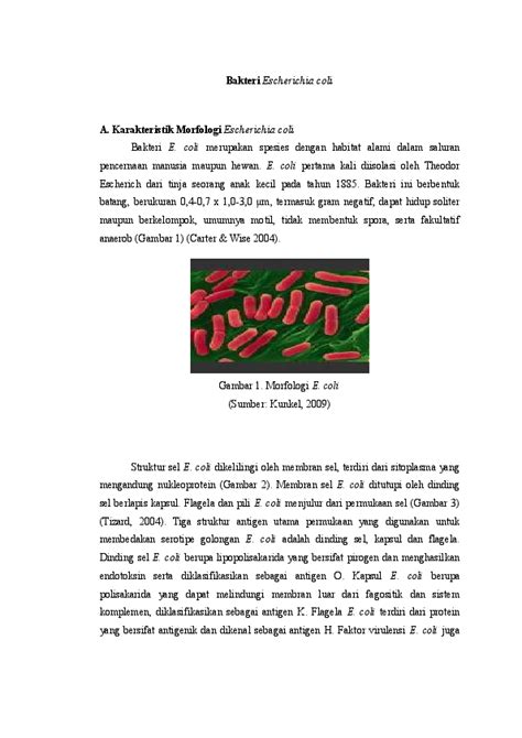 (DOC) Bakteri Escherichia coli