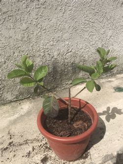 Seedless Guava Tree For Sale In San Gabriel Ca Offerup