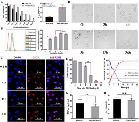 A Cytotoxic Effects Of Dox On S And Raw Cells Cell Viability