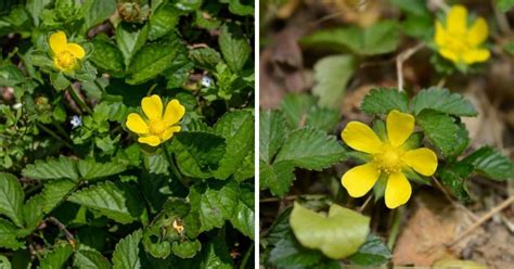 Strawberry Plants with Yellow Flowers – Strawberry Plants