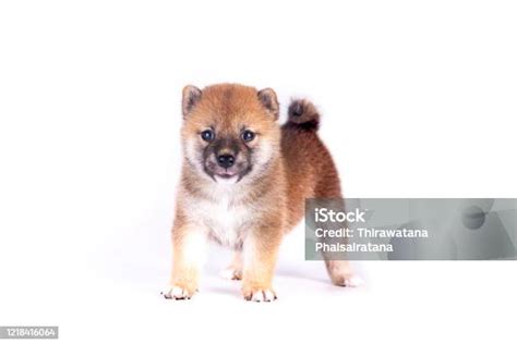 Shiba Inu Dengan Latar Belakang Putih Shiba Inu Adalah Anjing Jepang