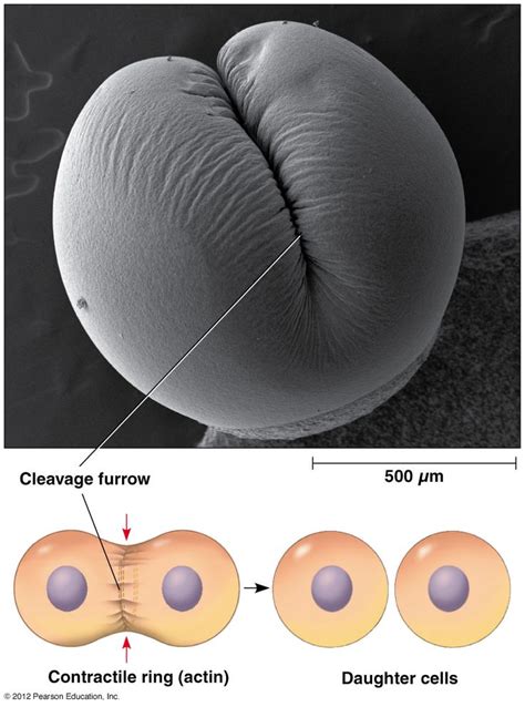 Cleavage Furrow Biology Definition - DEFINITIONVA