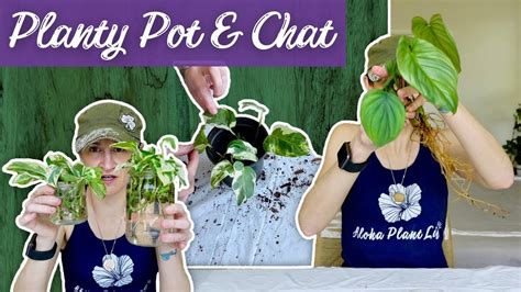 Catching Up On Plant Chores Propagations Pot Up And Chat Youtube