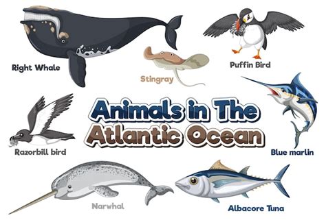 Free Vector | Set of Animals in the Atlantic Ocean