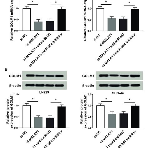 MALAT1 Regulated The Expression Of GOLM1 Through MiR 384 LN229 And