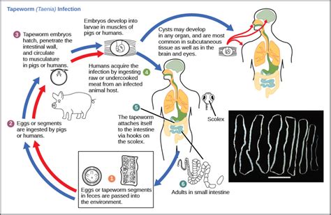 Symbiosis | Biology for Majors II