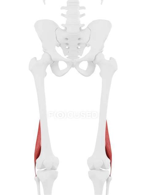 Human Skeleton Part With Detailed Red Short Biceps Femoris Muscle