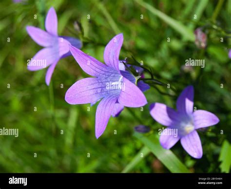 Violet Campanula Flower On Green Grass Background Stock Photo Alamy