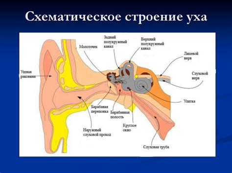 Строение уха человека схема с описанием