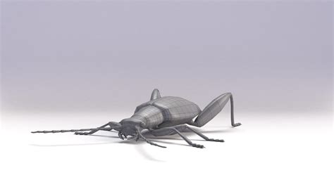 Beetles Bundle 3d Model Turbosquid 1714177