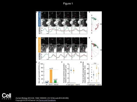 The Centriolar Protein Bld10cep135 Is Required To Establish Centrosome