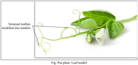 Tendrils are found in the following plants. Identify whether they are stem tendrils or leaf ...