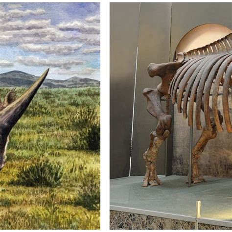 Artists Impression And Mounted Skeleton Of Elasmotherium Species A