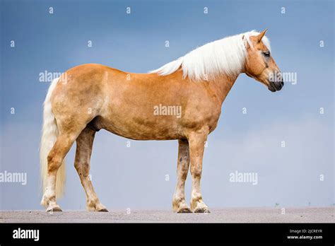 Haflinger Horse Chestnut Gelding Standing Seen Side On Stock Photo