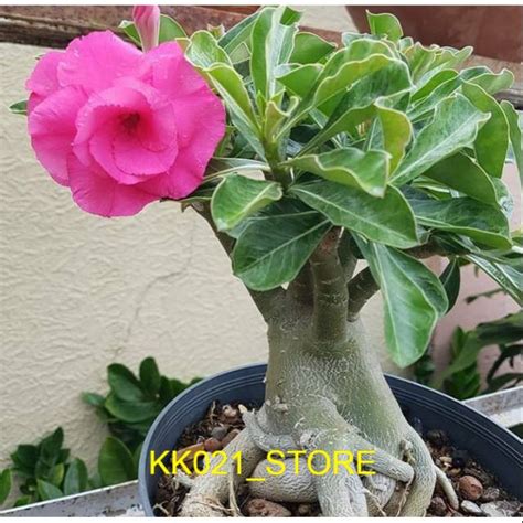 Jual Bibit Tanaman Adenium Bunga Pink Bonggol Besar Bahan Bonsai