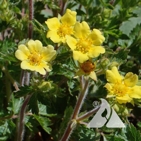 Bigflower Cinquefoil (Potentilla fissa) | Applewood Seed Company