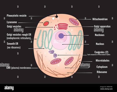 Microtubules In A Cell Diagram