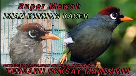 Poksay Mandarin Gacor Isian Burung Kacer Fariasi Yang Susah Di Tiru