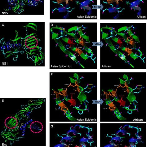 Modeling Of Selected Zikv Protein Variants A C And E Protein