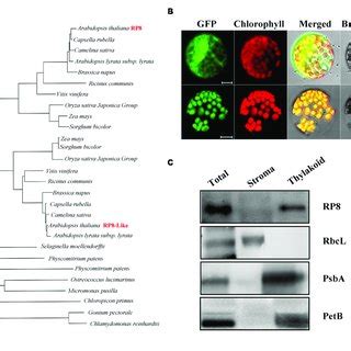 Sequence Phylogenetic Analysis Expression Pattern And Subcellular