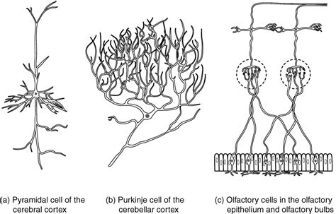 12.2 Nervous tissue, The nervous system and nervous tissue, By OpenStax ...