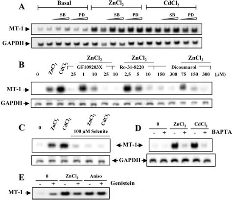 Northern Blot Analysis Of MT 1 MRNA In L Cells Treated With Different