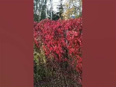 Пиздаж осени - YouTube
