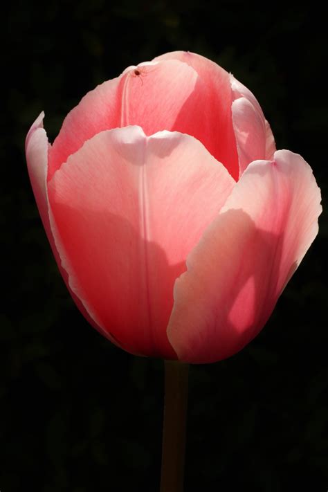 Pink Tulip On Black Close Up Free Stock Photo Public Domain Pictures