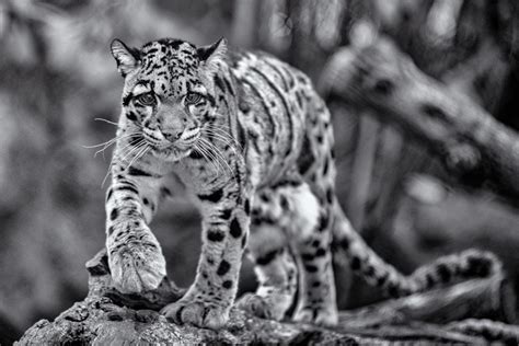 Clouded Leopard Monochromia