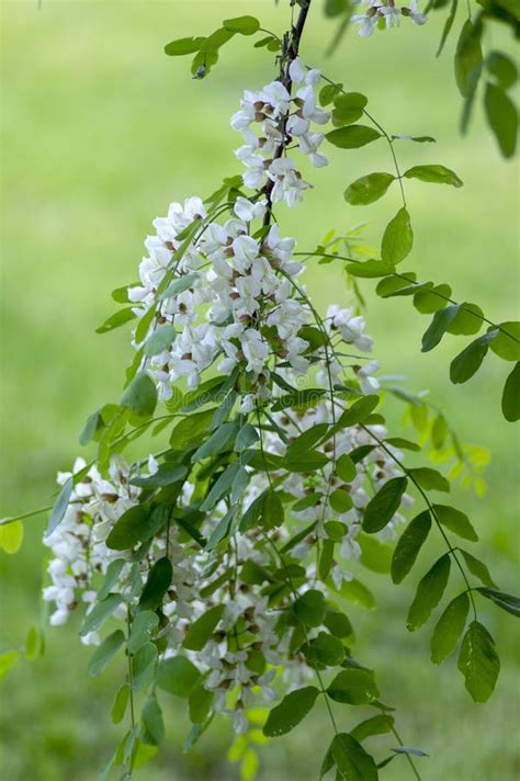 Robinia Pseudoacacia Ornamental Tree In Bloom, Pink White Color Purple ...