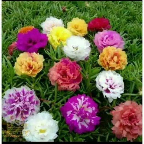 Jual Krokot 50 Stek Bunga Krokot Tumpuk Mossrose Taman Perlengkapan