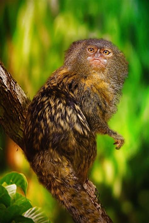 Pygmy Marmoset Worlds Smallest Monkey Found In Amazon Gods Amazing