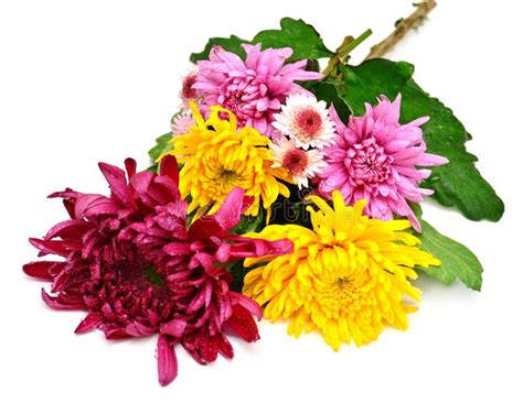 Beautiful Bouquet Of Chrysanthemums Stock Image Image Of Blooming