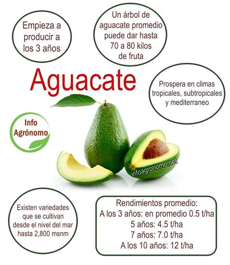 Aguacate O Palta Rendimientos Densidades Climas Y Suelos