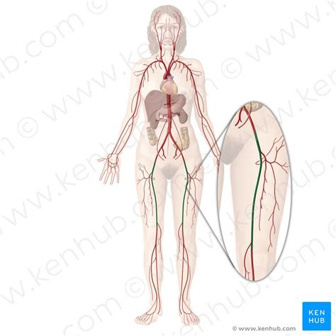 Femoral artery: Anatomy and branches | Kenhub