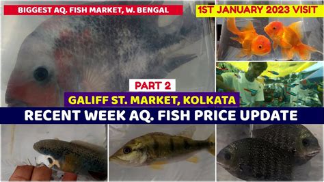 Recent Aquarium Fish Price Galiff Street Cheapest Aquarium Fish