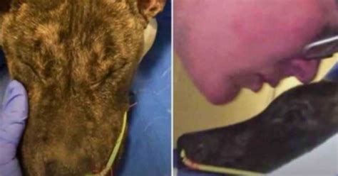 La Donna Ha Baciato Il Pit Bull Che Nessuno Voleva E Gli Ha Detto No