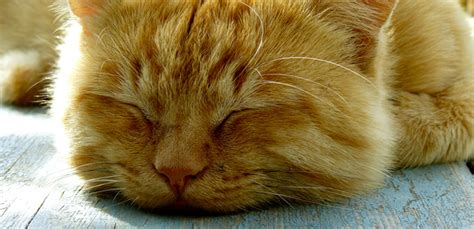 Cat Snoring: Is It Normal? | My Pet Needs That