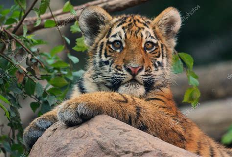 Excited tiger cub Stock Photo by ©metalmaus 7390327