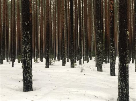 The finnish forest at winter is eerie : r/LiminalSpace