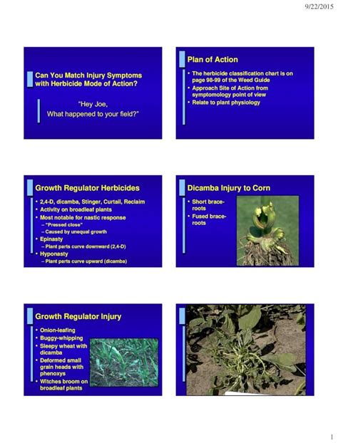 Pdf Growth Regulator Herbicides Dicamba Injury To Corn With